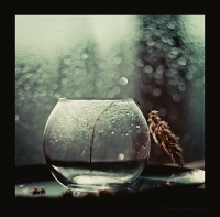 photo : *** | photographer : Андреева*Svoboda* Елена