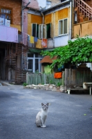 photo : The host | photographer : Irakli Dolidze