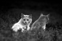 photo : -слышишь шорох?... | photographer : Андреева*Svoboda* Елена