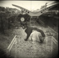 photo : кот на вокзале | photographer : Alena Vladyko