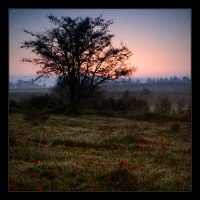 фото : Утренняя ... | фотограф : andre zelmanovich 