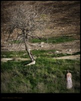 photo : Tree | photographer : DENISIMO