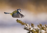 photo : Blue tit landing | photographer : Mark Davies