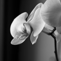 photo: ***