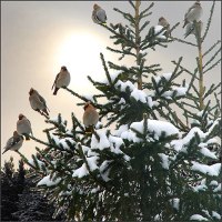 photo : Свиристели прил... | photographer : Piter Chinnoff