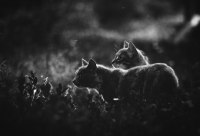 photo : Twilight | photographer : Арсений Семёнов