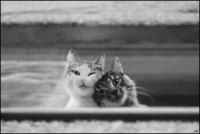 photo : про Машу и Жуку | photographer : yoyk