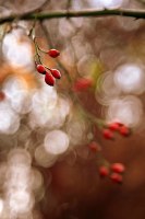 photo : Photo N:2062712 | photographer : Ondrej Pakan