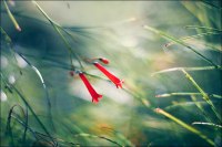 photo : Photo N:2132655 | photographer : Alona Spectorman