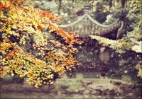 photo : Ветер приносит ... | photographer : Alona Spectorman