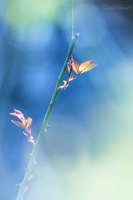 photo : sprout | photographer : Lasha Gigauri
