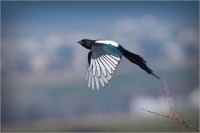 photo : *** | photographer : Tat'yana Zherebtsova