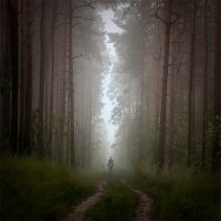 photo : shadows of forest | photographer : Leszek Bujnowski