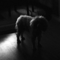 фото : - четвероногость - | фотограф : zeroin