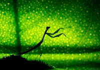 photo : The Celestial C... | photographer : aimishboy