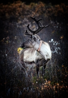 photo : *** | photographer : Ina Arild