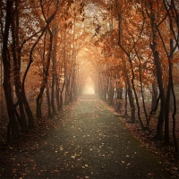 photo : Autumn alley | photographer : Leszek Bujnowski