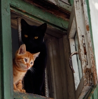 photo : Cats | photographer : фотограф Ярославна