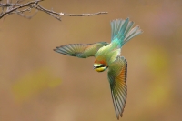photo : Восточный мотив 1 | photographer : Владимир Кучеренко