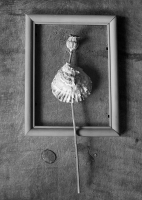 photo : Маковый цветочек | photographer : Вадим Хохлов