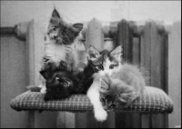 photo : есть чо? | photographer : yoyk