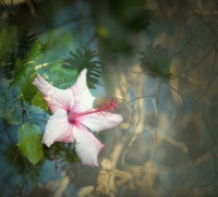photo :  | photographer : Oleg Pereverzy