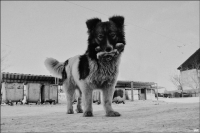 photo : мистер Пес и пи... | photographer : yoyk