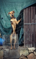 photo : Шариков,  перва... | photographer : Oleg Pereverzy