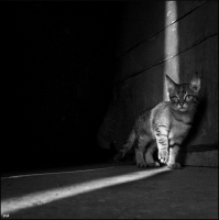 photo : дорога | photographer : yoyk