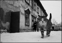 photo : дорога | photographer : yoyk