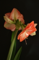photo : amaryllis is bl... | photographer : Надежда Романова