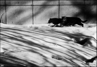 photo : штрихкот | photographer : yoyk