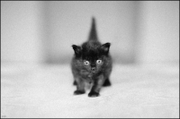 photo : Морра | photographer : yoyk