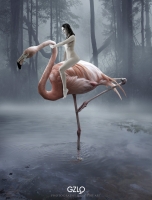 photo : Flamingo | photographer : Potography & Digital Art