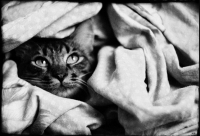 photo : жук | photographer : yoyk