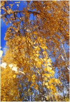 photo : Gold autumn | photographer : Piter Chinnoff
