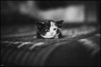 photo : мюсля | photographer : yoyk