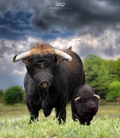 photo : Iberian Animal | photographer : Potography & Digital Art