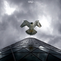 photo : Falcon | photographer : Potography & Digital Art