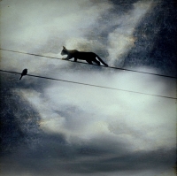 photo : bird and cat | photographer : slw