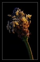 photo : * | photographer : Nigol