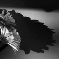 photo : Цветы. | photographer : Barnstokr