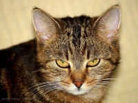 photo : green-eyed. | photographer : Katja