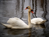 photo : one neck | photographer : Katja