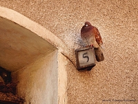 photo : pigeon ... the ... | photographer : Katja