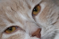 photo : cat | photographer : Nigol