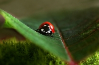 photo : ladybug | photographer : Nigol
