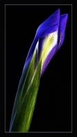 photo : * | photographer : Nigol