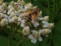 photo : Eristalis linea... | photographer : Harm Jan Verweij