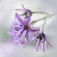 photo : * | photographer : Nigol